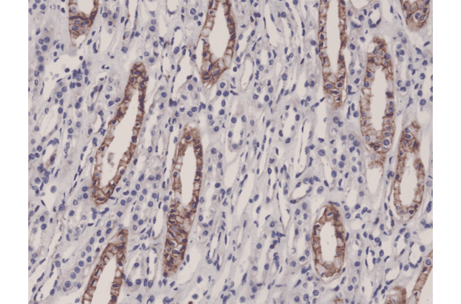 Immunohistochemistry - Anti-Junctional Adhesion Molecule 1 Antibody [RM275] (A121387) - Antibodies.com