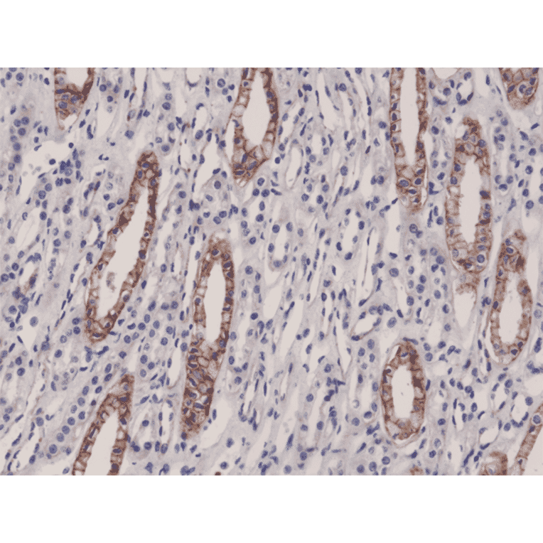 Immunohistochemistry - Anti-Junctional Adhesion Molecule 1 Antibody [RM275] (A121387) - Antibodies.com