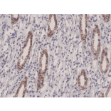 Immunohistochemistry - Anti-Junctional Adhesion Molecule 1 Antibody [RM275] (A121387) - Antibodies.com