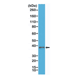 Western Blot - Anti-Junctional Adhesion Molecule 1 Antibody [RM275] (A121417) - Antibodies.com