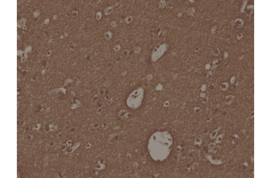 Immunohistochemistry - Anti-Syntaxin 1a Antibody [RM367] (A121450) - Antibodies.com