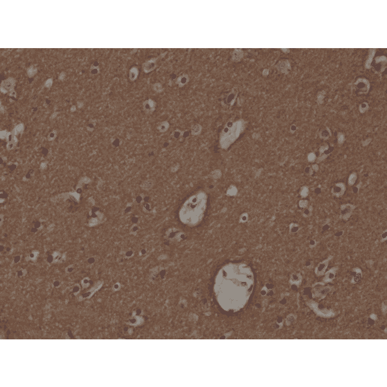 Immunohistochemistry - Anti-Syntaxin 1a Antibody [RM367] (A121450) - Antibodies.com