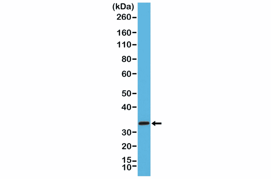 Western Blot - Anti-Syntaxin 1a Antibody [RM367] (A121418) - Antibodies.com