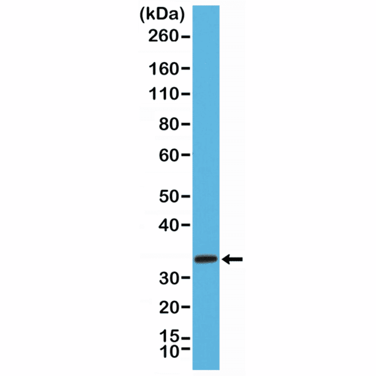 Western Blot - Anti-Syntaxin 1a Antibody [RM367] (A121418) - Antibodies.com