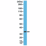 Western Blot - Anti-Syntaxin 1a Antibody [RM367] (A121418) - Antibodies.com