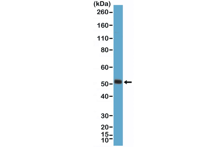 Western Blot - Anti-MyoD1 Antibody [RM369] (A121419) - Antibodies.com