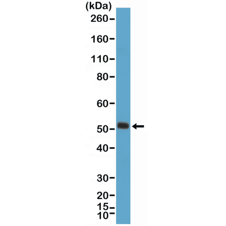 Western Blot - Anti-MyoD1 Antibody [RM369] (A121419) - Antibodies.com
