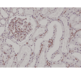 Immunohistochemistry - Anti-CD34 Antibody [RM300] (A121384) - Antibodies.com