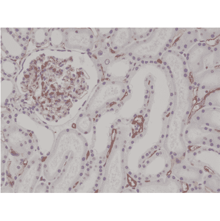 Immunohistochemistry - Anti-CD34 Antibody [RM300] (A121384) - Antibodies.com