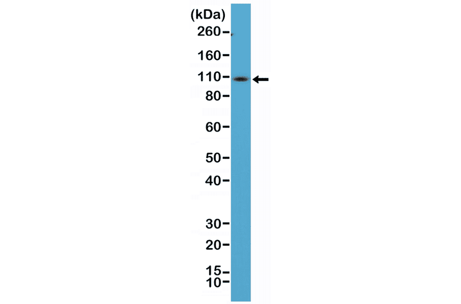Western Blot - Anti-CD34 Antibody [RM300] (A121420) - Antibodies.com