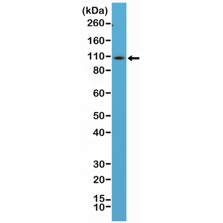 Western Blot - Anti-CD34 Antibody [RM300] (A121420) - Antibodies.com