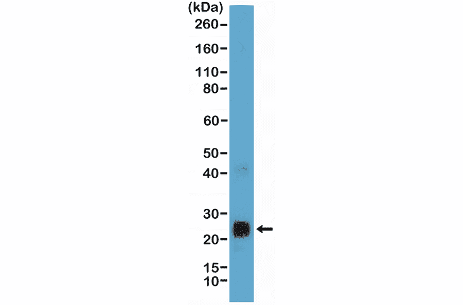 Western Blot - Anti-VEGFA Antibody [RM391] (A121422) - Antibodies.com