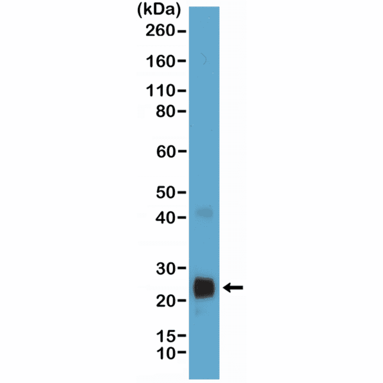 Western Blot - Anti-VEGFA Antibody [RM391] (A121422) - Antibodies.com