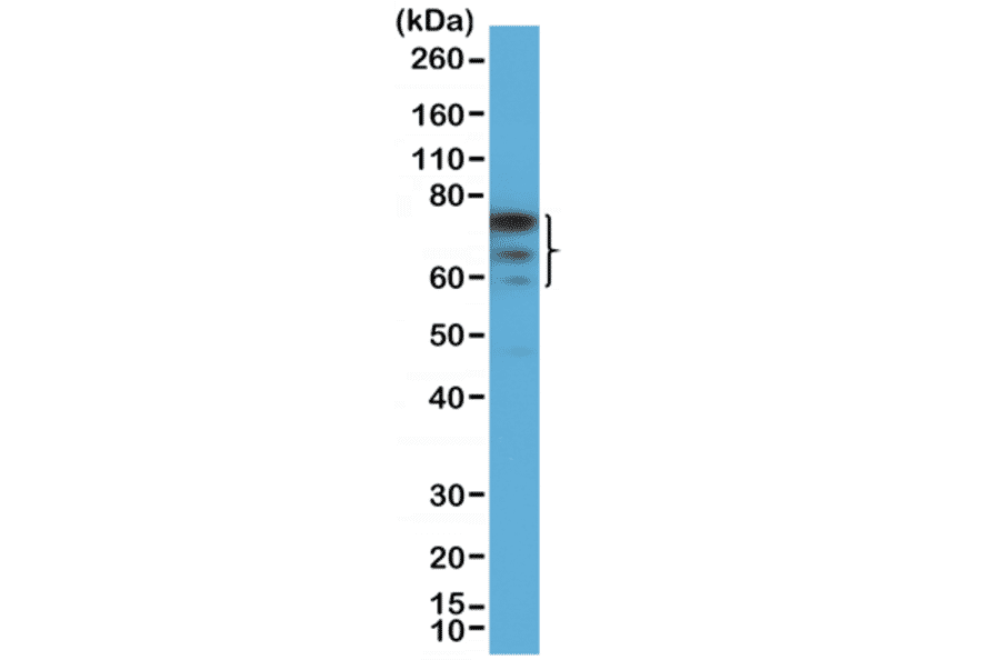 Western Blot - Anti-FOXP1 Antibody [RM402] (A121426) - Antibodies.com