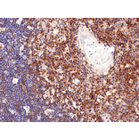 Immunohistochemistry - Anti-CD28 Antibody [RM404] (A121430) - Antibodies.com