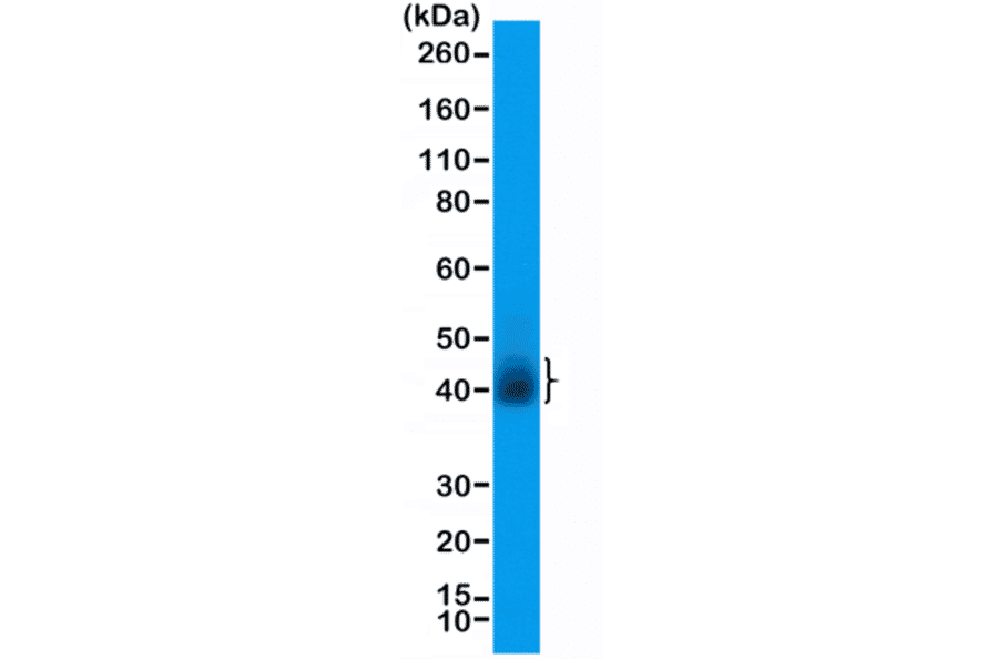 Western Blot - Anti-CD28 Antibody [RM404] (A121427) - Antibodies.com