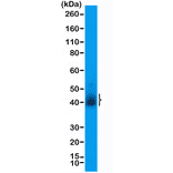 Western Blot - Anti-CD28 Antibody [RM404] (A121427) - Antibodies.com