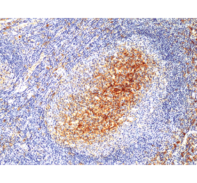 Immunohistochemistry - Anti-CD14 Antibody [RM415] (A121445) - Antibodies.com