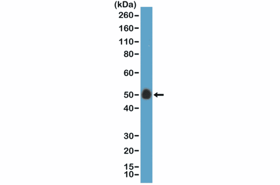 Western Blot - Anti-CD14 Antibody [RM415] (A121429) - Antibodies.com