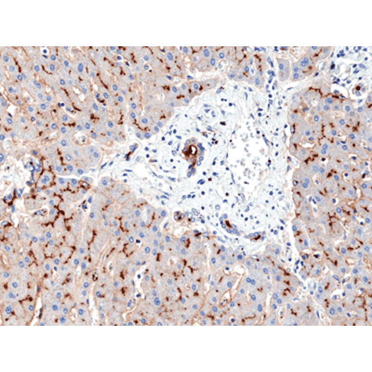 Immunohistochemistry - Anti-CD13 Antibody [RM403] (A121426) - Antibodies.com