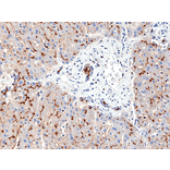 Immunohistochemistry - Anti-CD13 Antibody [RM403] (A121426) - Antibodies.com