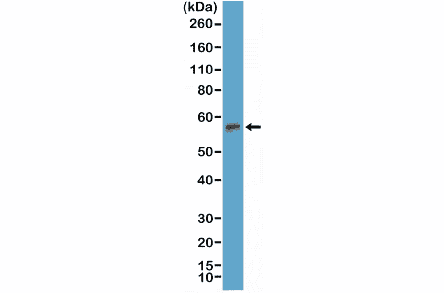 Western Blot - Anti-TdT Antibody [RM379] (A121432) - Antibodies.com