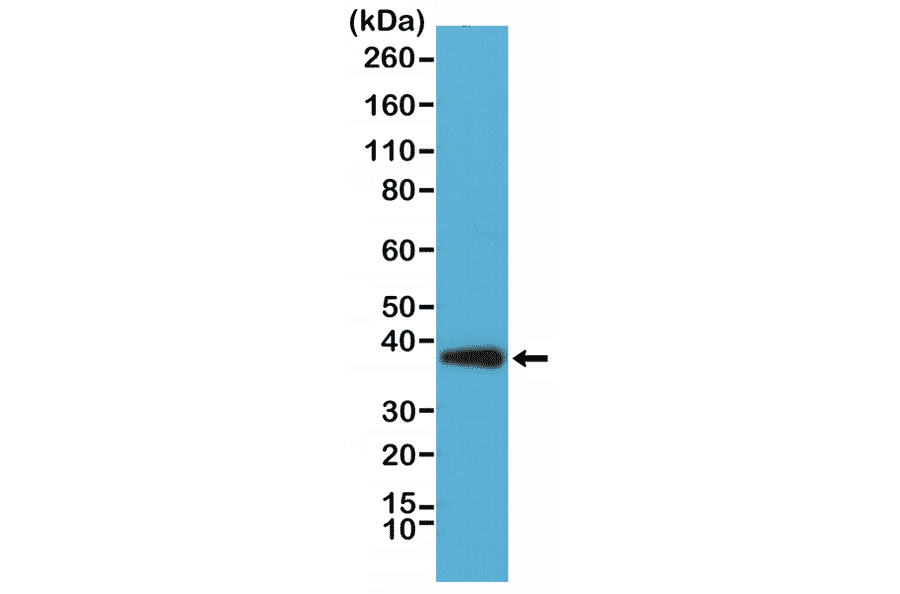 Western Blot - Anti-Synaptophysin Antibody [RM258] (A121433) - Antibodies.com