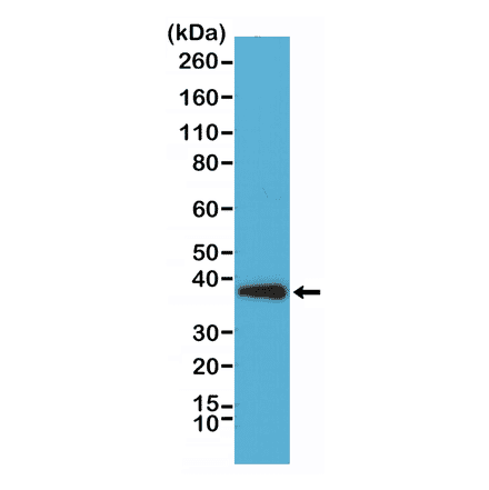 Western Blot - Anti-Synaptophysin Antibody [RM258] (A121433) - Antibodies.com