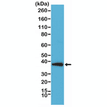 Western Blot - Anti-Synaptophysin Antibody [RM258] (A121433) - Antibodies.com