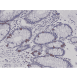 Immunohistochemistry - Anti-Synaptophysin Antibody [RM258] (A121401) - Antibodies.com