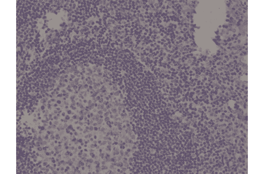 Immunohistochemistry - Anti-Spastin Antibody [RM346] (A121435) - Antibodies.com