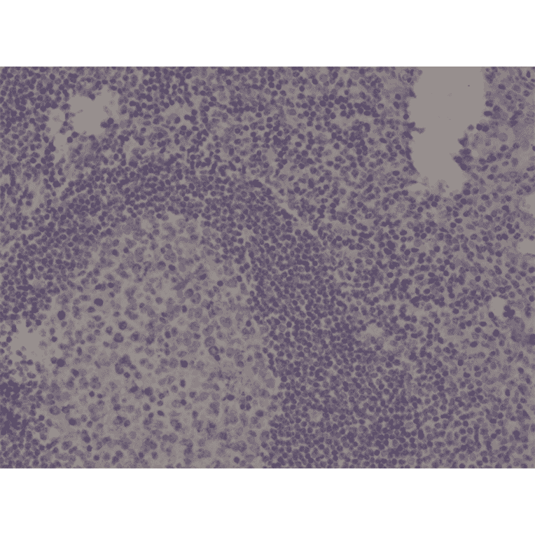 Immunohistochemistry - Anti-Spastin Antibody [RM346] (A121435) - Antibodies.com