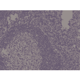 Immunohistochemistry - Anti-Spastin Antibody [RM346] (A121435) - Antibodies.com