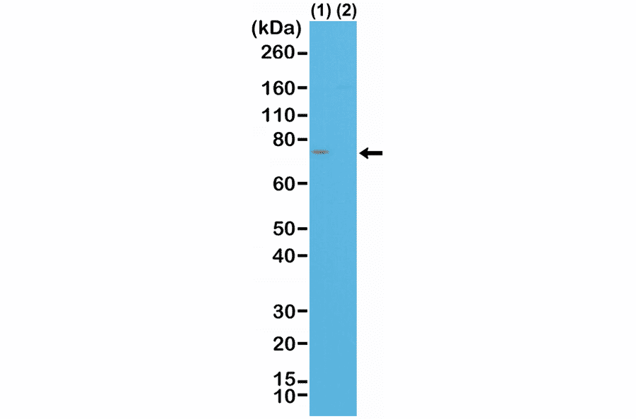Western Blot - Anti-Spastin Antibody [RM346] (A121435) - Antibodies.com