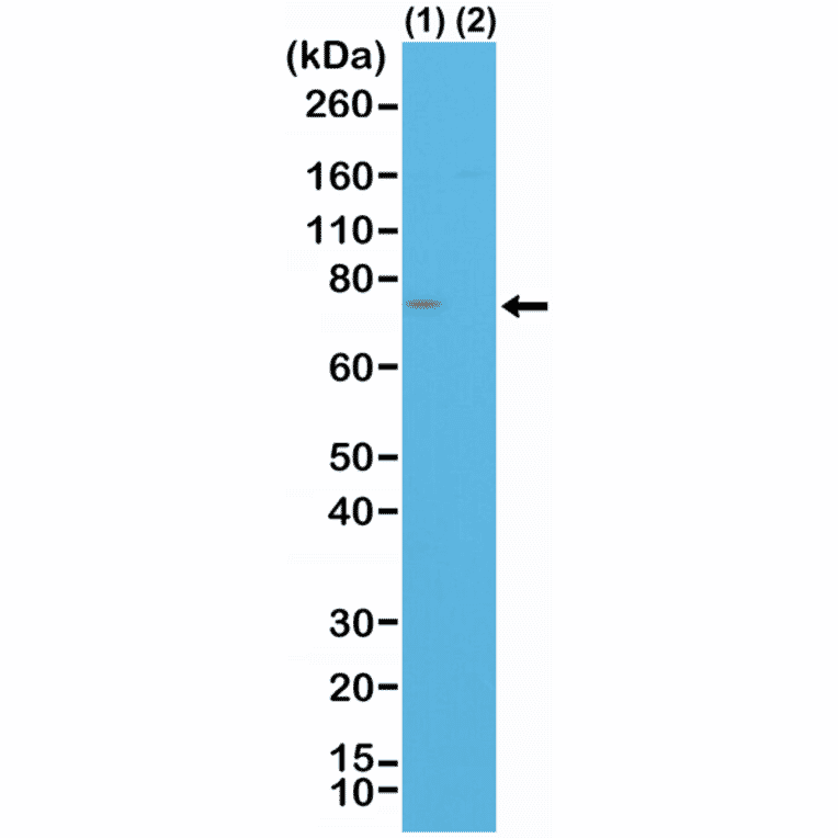 Western Blot - Anti-Spastin Antibody [RM346] (A121435) - Antibodies.com