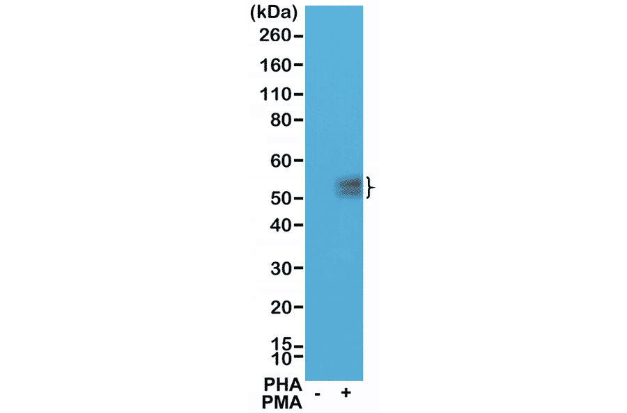 Western Blot - Anti-PD1 Antibody [RM309] (A121438) - Antibodies.com