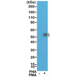 Western Blot - Anti-PD1 Antibody [RM309] (A121438) - Antibodies.com