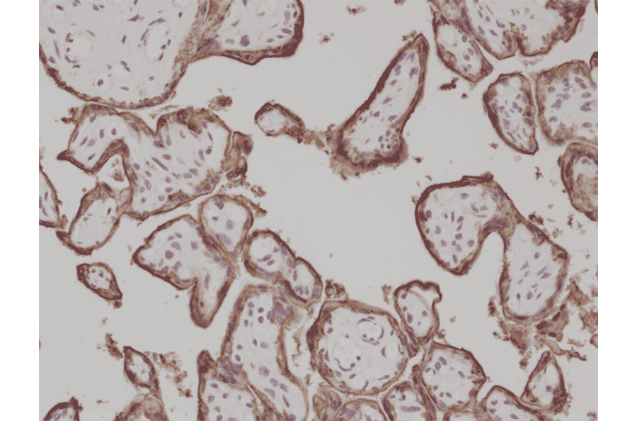 Immunohistochemistry - Anti-Placental Alkaline Phosphatase Antibody [RM317] (A121394) - Antibodies.com
