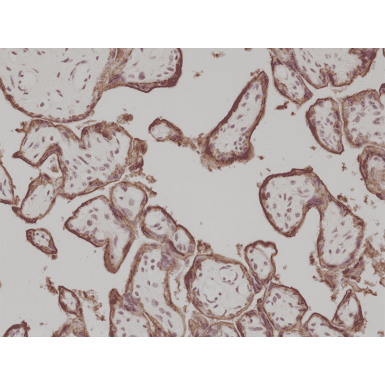 Immunohistochemistry - Anti-Placental Alkaline Phosphatase Antibody [RM317] (A121394) - Antibodies.com