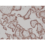 Immunohistochemistry - Anti-Placental Alkaline Phosphatase Antibody [RM317] (A121394) - Antibodies.com