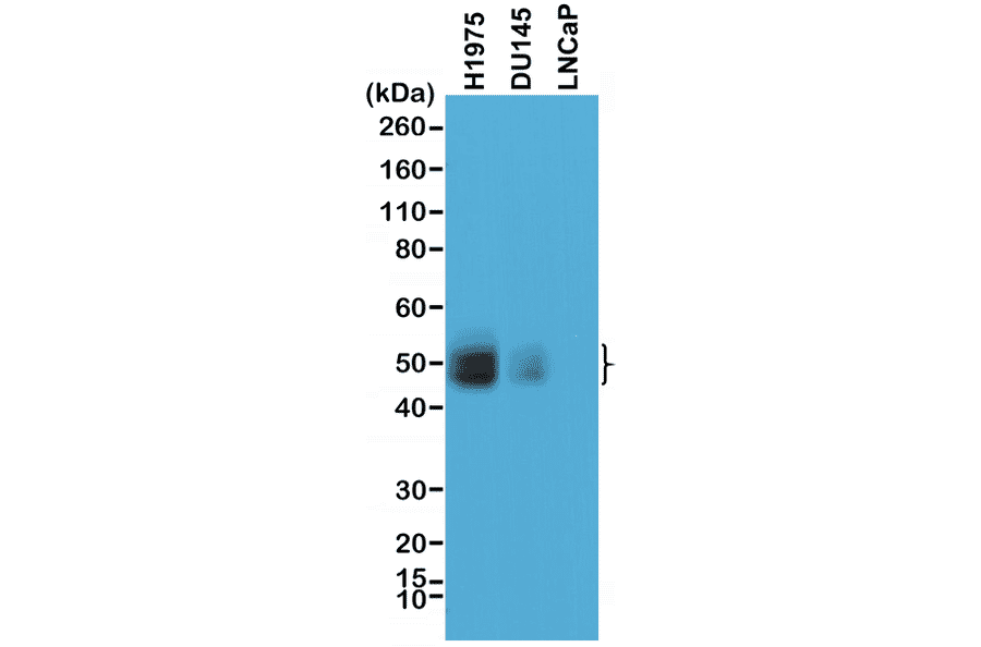 Western Blot - Anti-PD-L1 Antibody [RM320] (A121440) - Antibodies.com