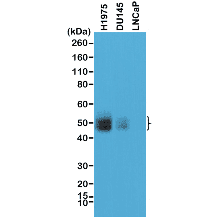 Western Blot - Anti-PD-L1 Antibody [RM320] (A121440) - Antibodies.com