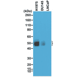 Western Blot - Anti-PD-L1 Antibody [RM320] (A121440) - Antibodies.com