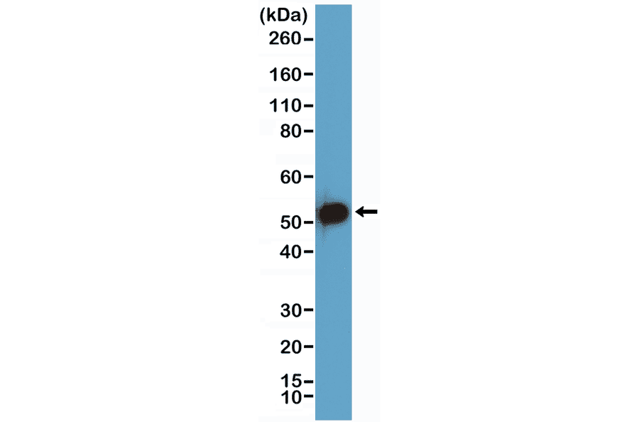 Western Blot - Anti-p53 Antibody [RM387] (A121443) - Antibodies.com