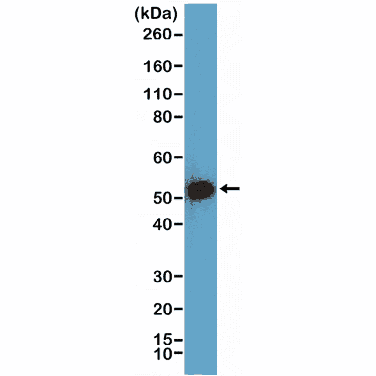 Western Blot - Anti-p53 Antibody [RM387] (A121443) - Antibodies.com
