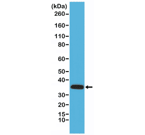 Western Blot - Anti-Calponin Antibody [RM262] (A121447) - Antibodies.com