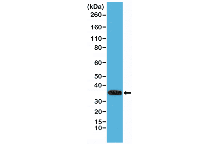 Western Blot - Anti-Calponin Antibody [RM262] (A121447) - Antibodies.com