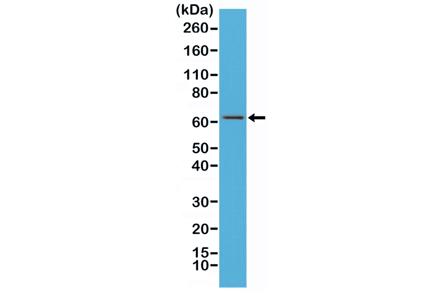 Western Blot - Anti-NF-kB p65 Antibody [RM273] (A121448) - Antibodies.com