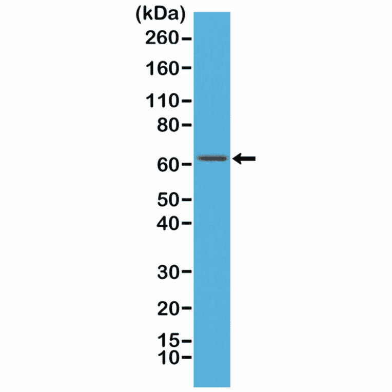 Western Blot - Anti-NF-kB p65 Antibody [RM273] (A121448) - Antibodies.com