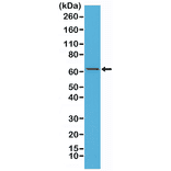 Western Blot - Anti-NF-kB p65 Antibody [RM273] (A121448) - Antibodies.com